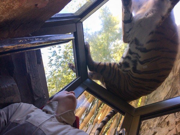 Mamma tiger sitting atop KATHIE!