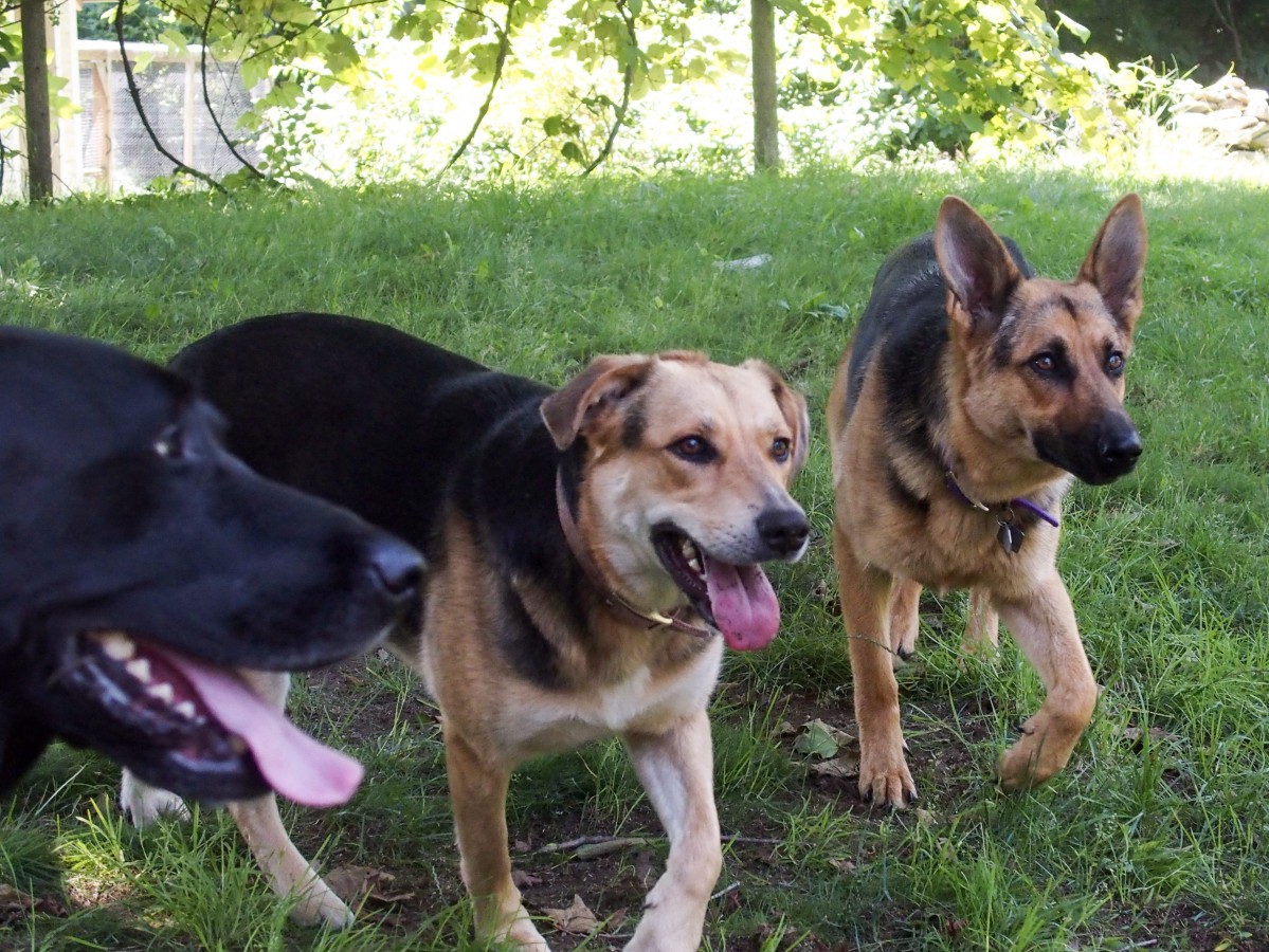 Freya and Dakota competing with Opie for the tennis ball.