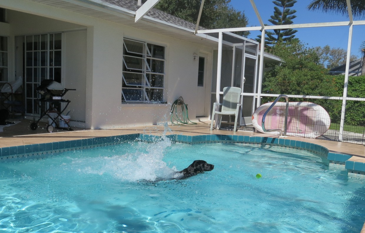 Opie cooling off in the pool, as usual!
