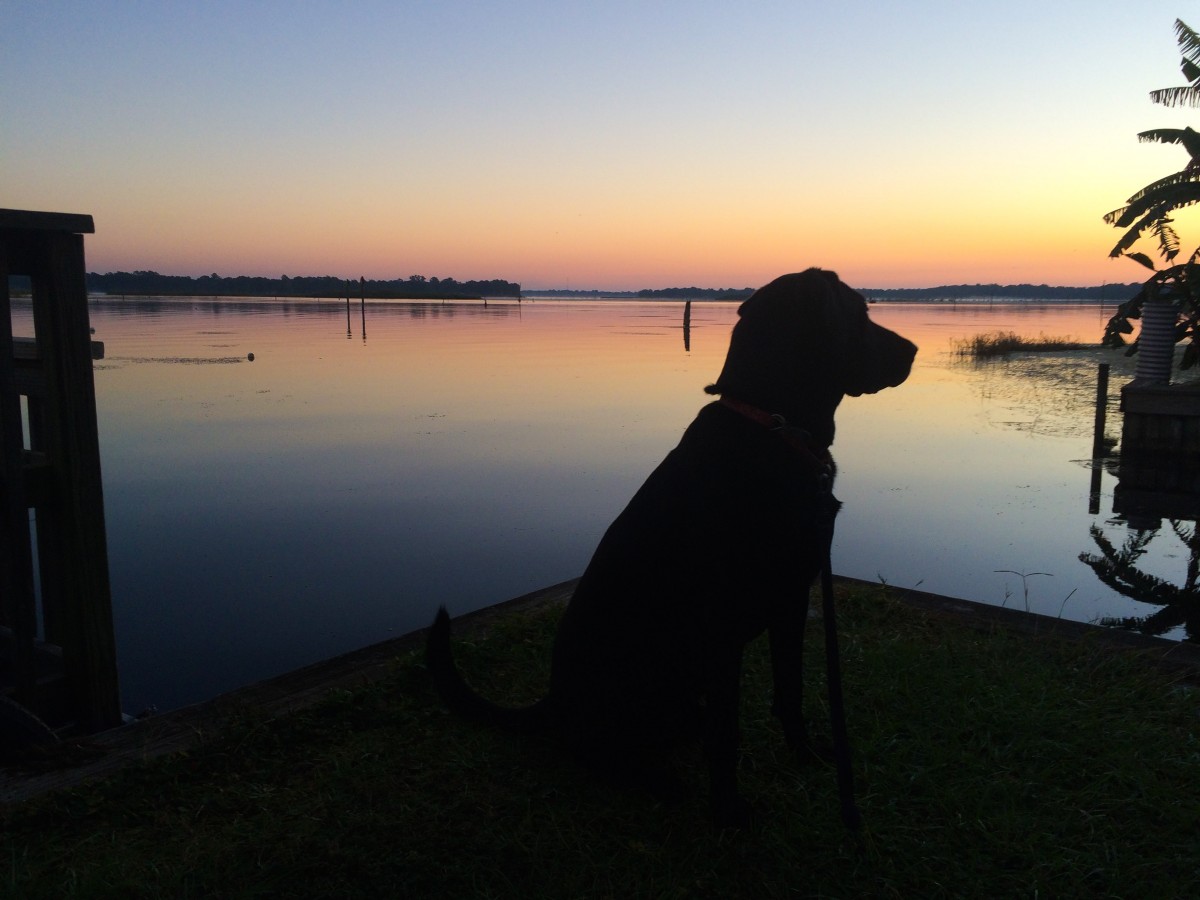 Opie out for an early morning walk at the campground.