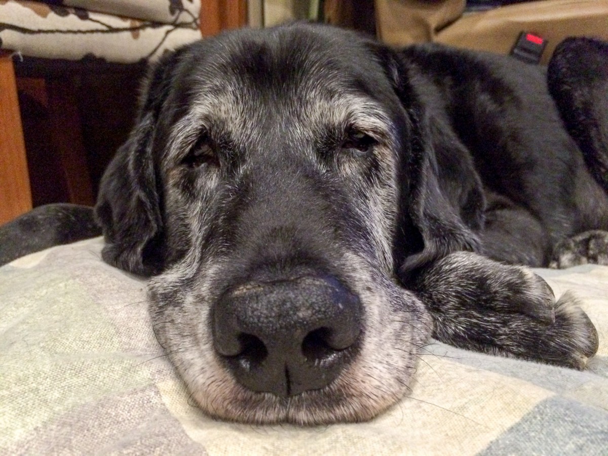 Max turned 12 this year. Here he is relaxing in Rover.