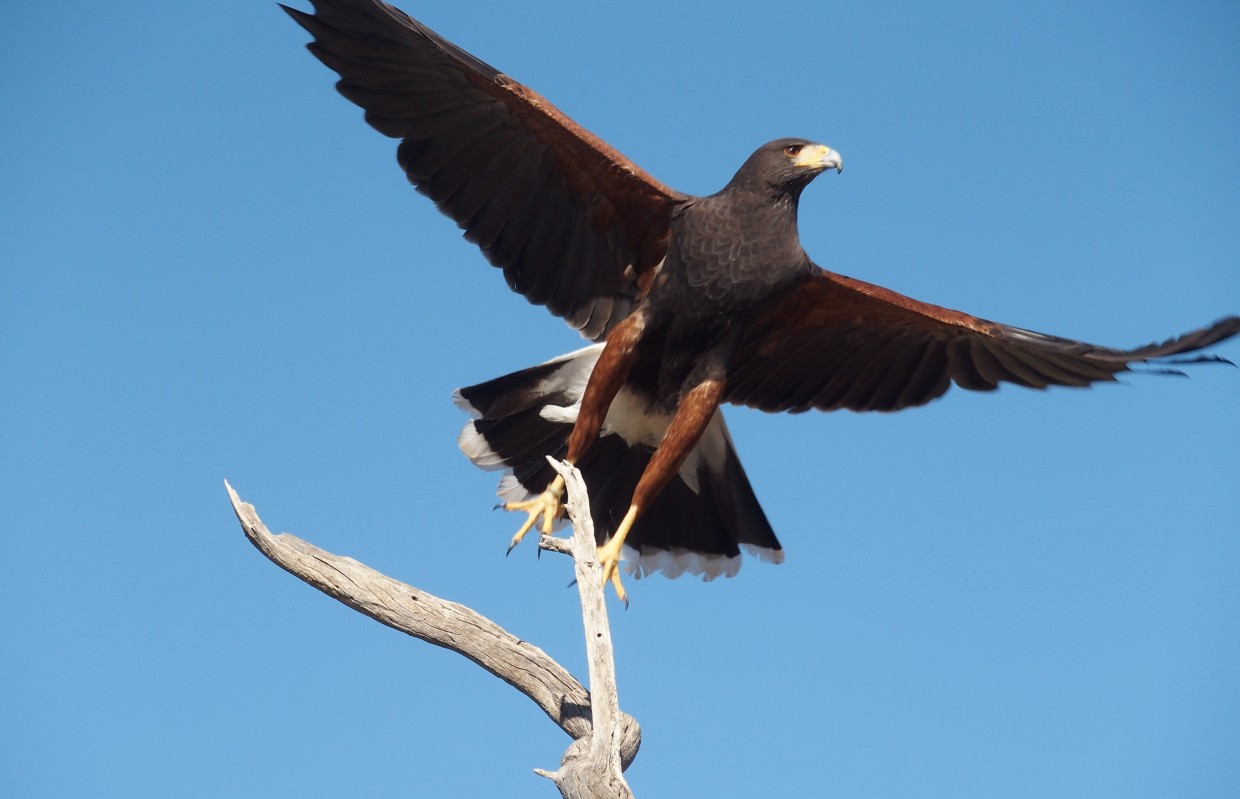Harris's Hawks