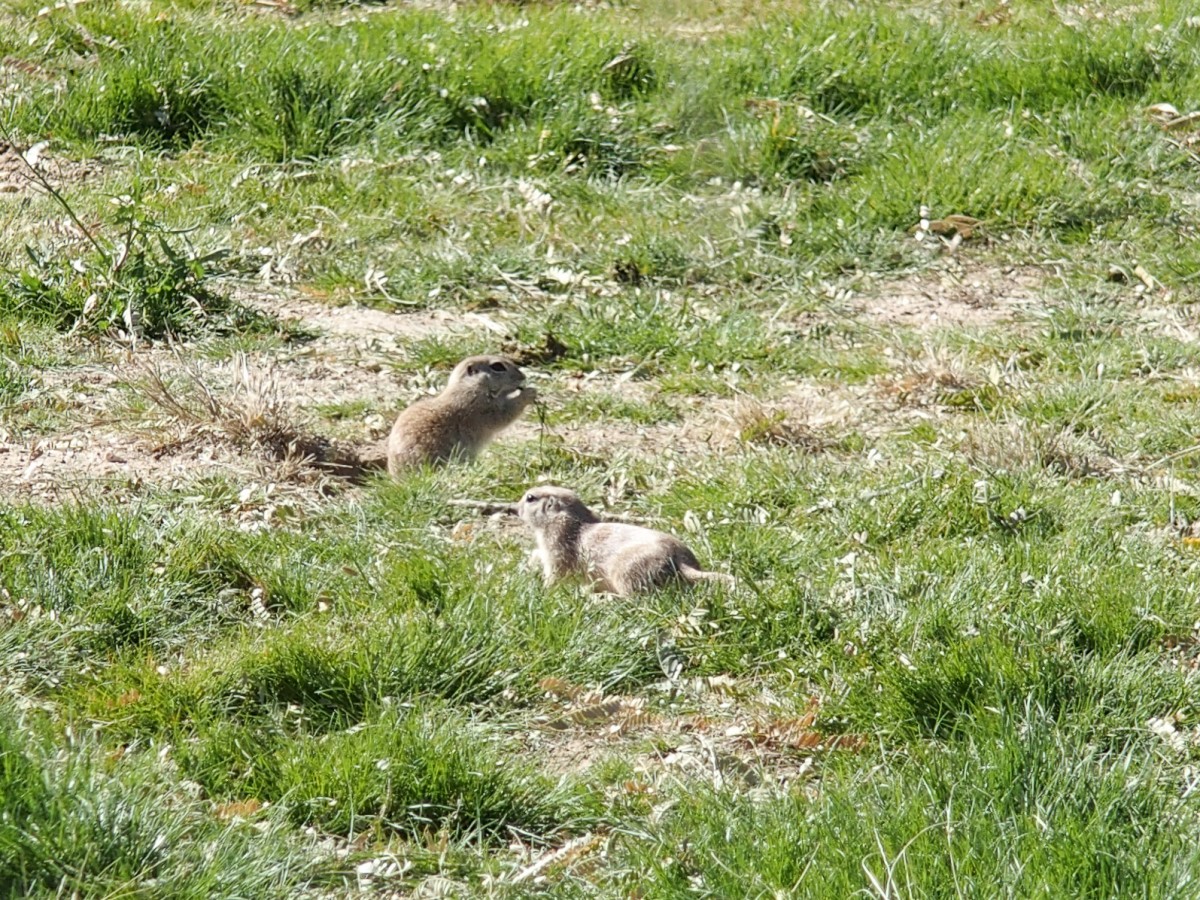 The Prairie Dogs were out in force this week.