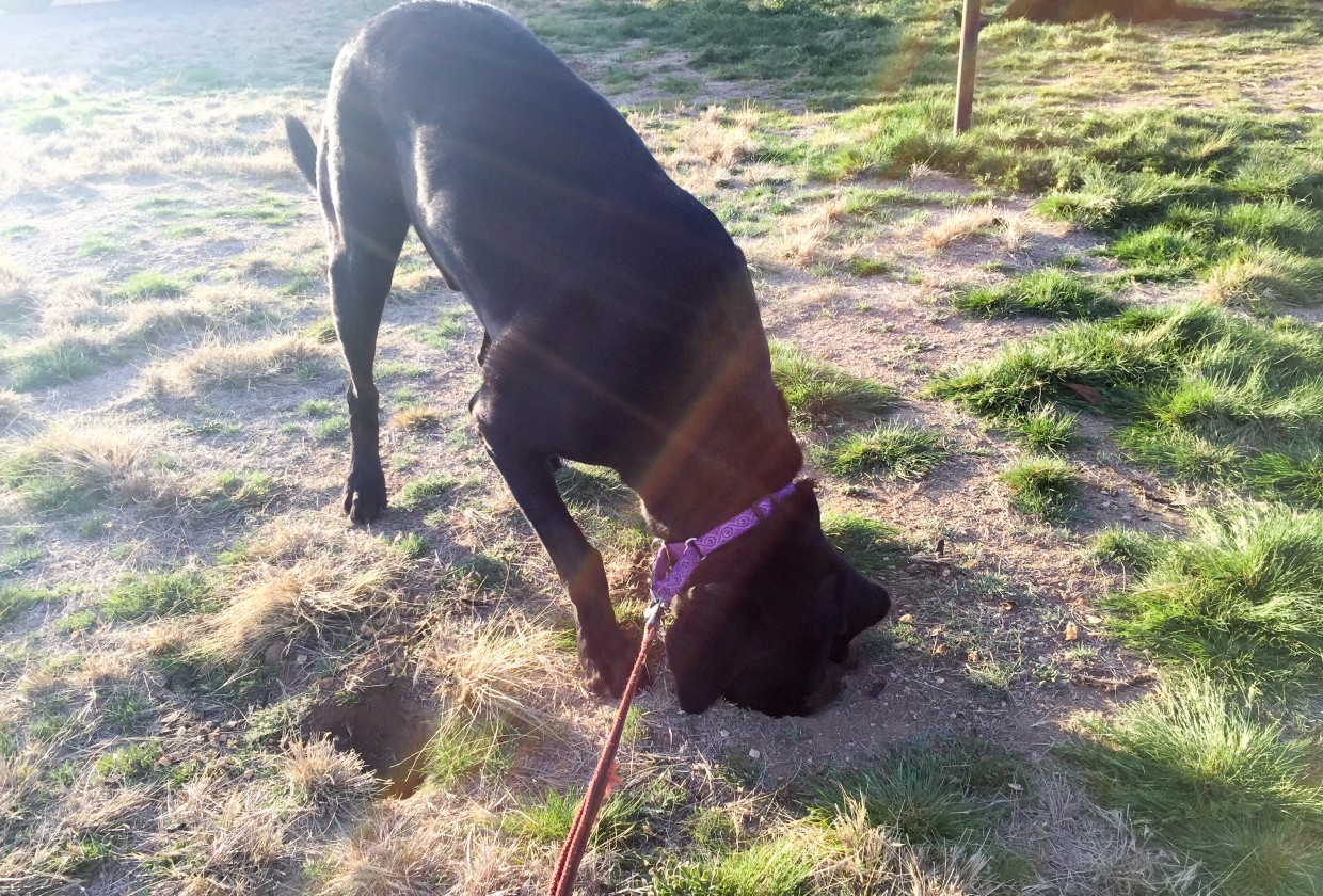 Any tasty treats in this hole? Hm, maybe the next one...