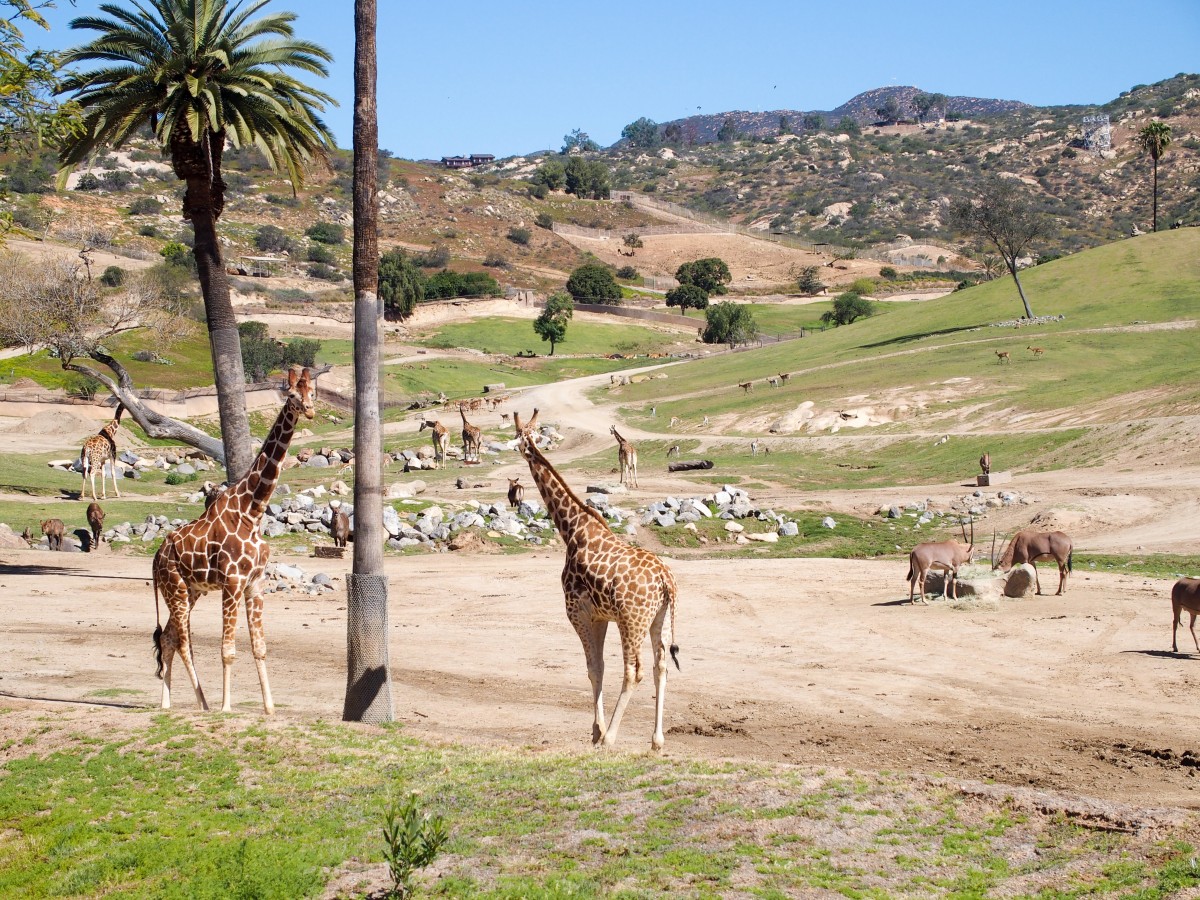 Zoos often make us sad, with animals pacing in small enclosures. Not here!