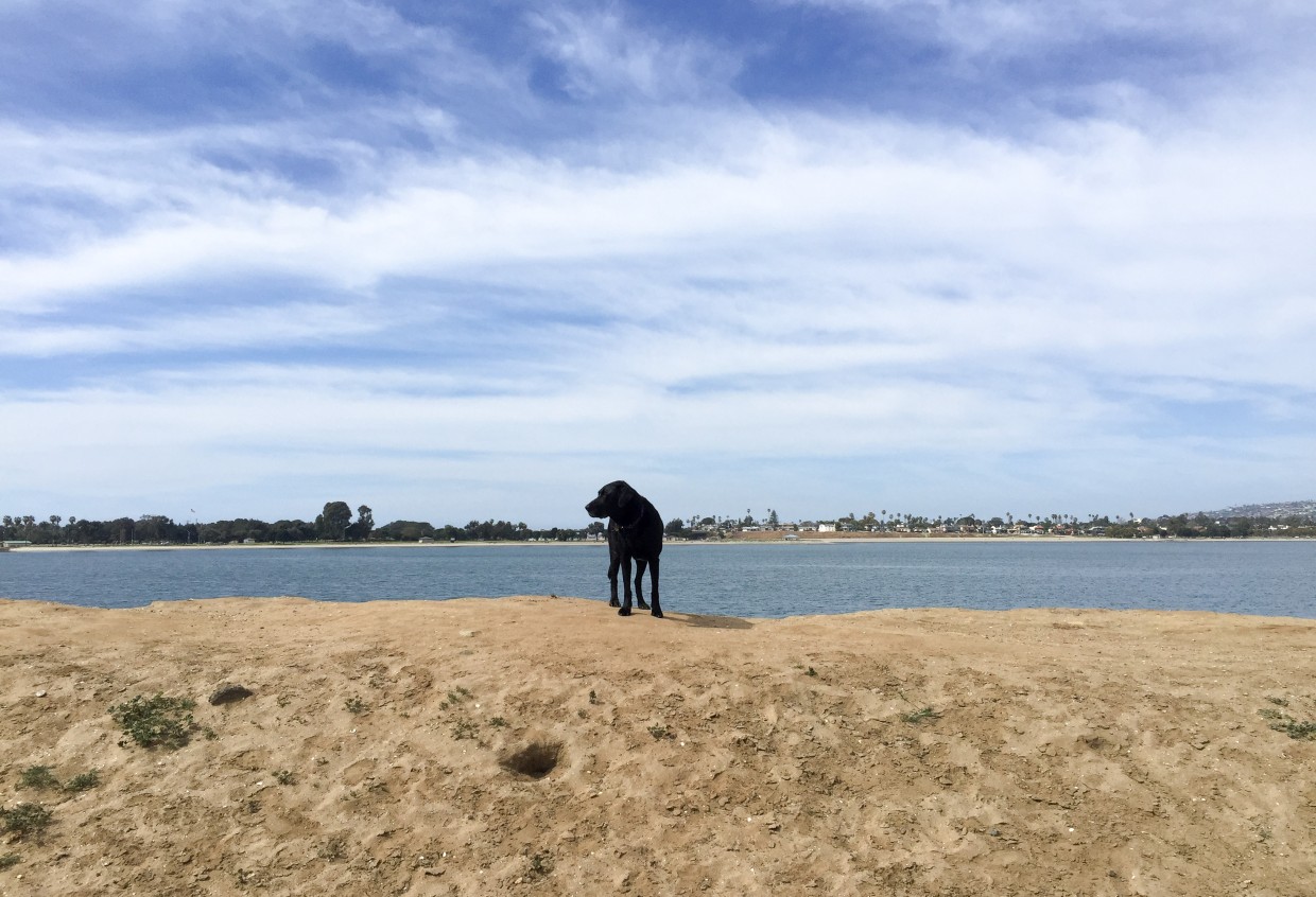 Opie exploring at the Fiesta Island dog park.
