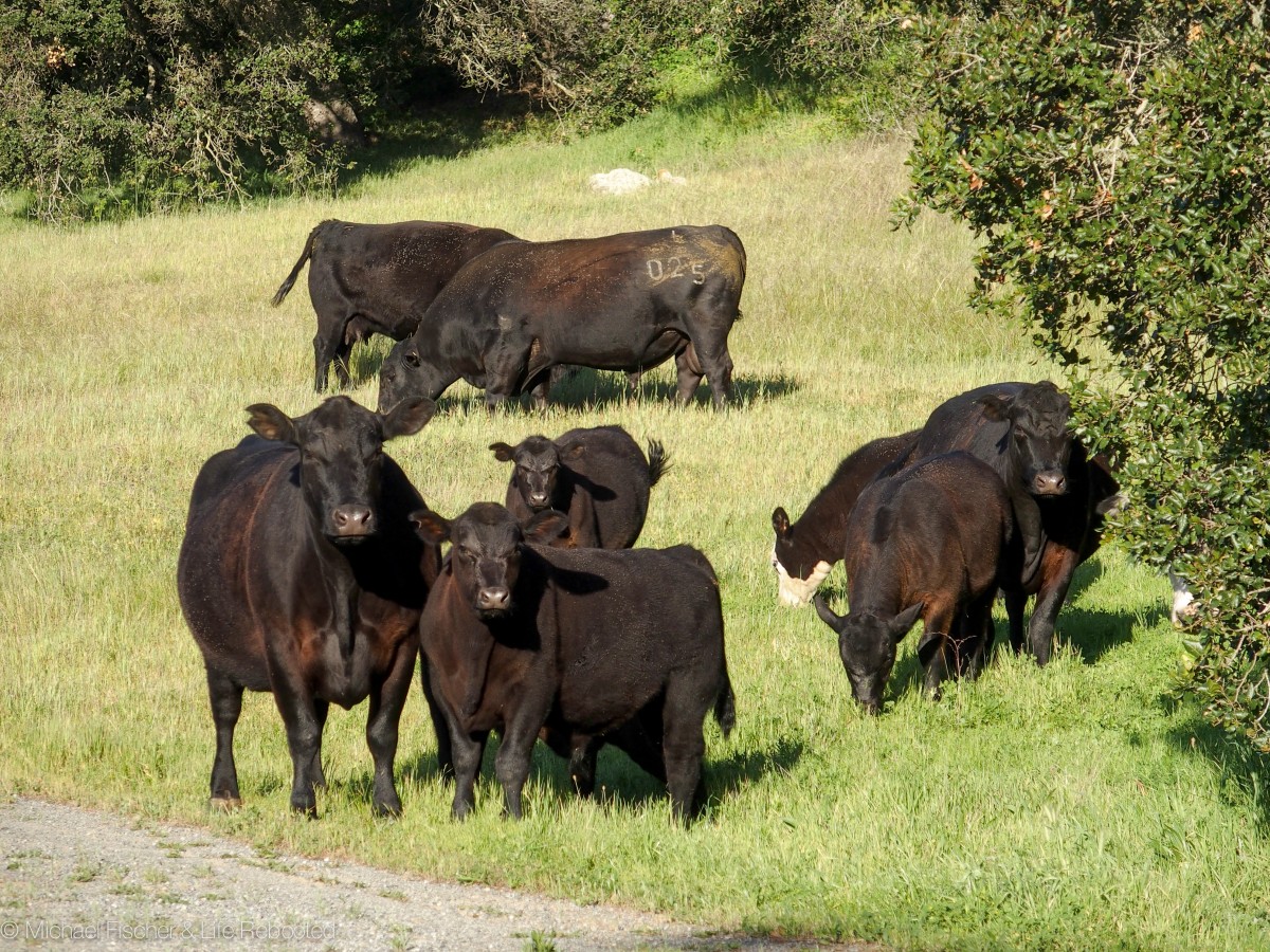 Our hike took us past this herd, one of whom gave us the stink eye the entire time.