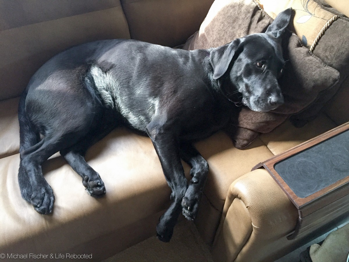 Opie relaxing on the couch.