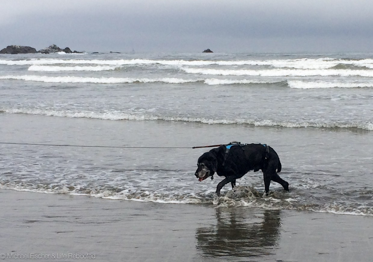 Max enjoying Point St. George Beach
