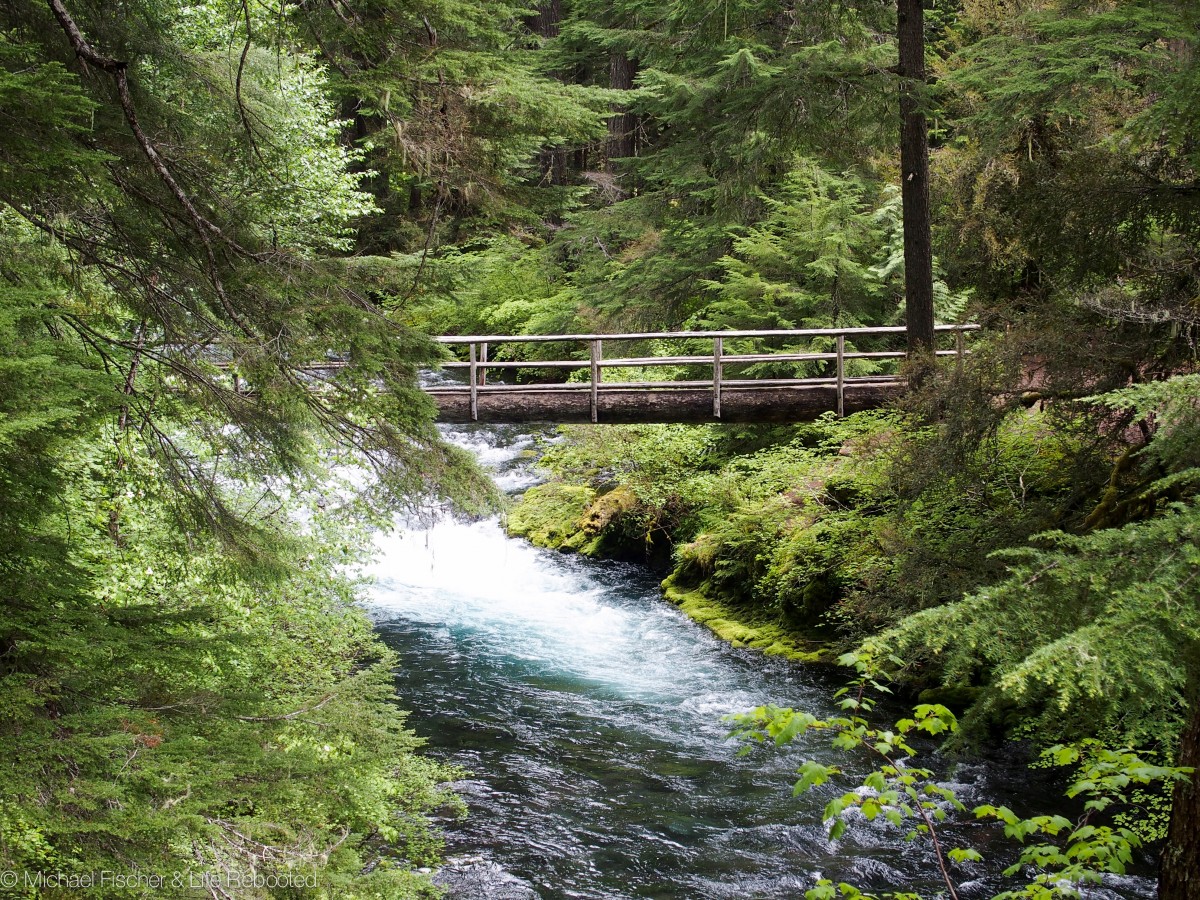 Tree bridge