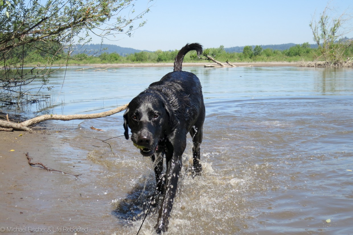 Opie cooling off as usual.