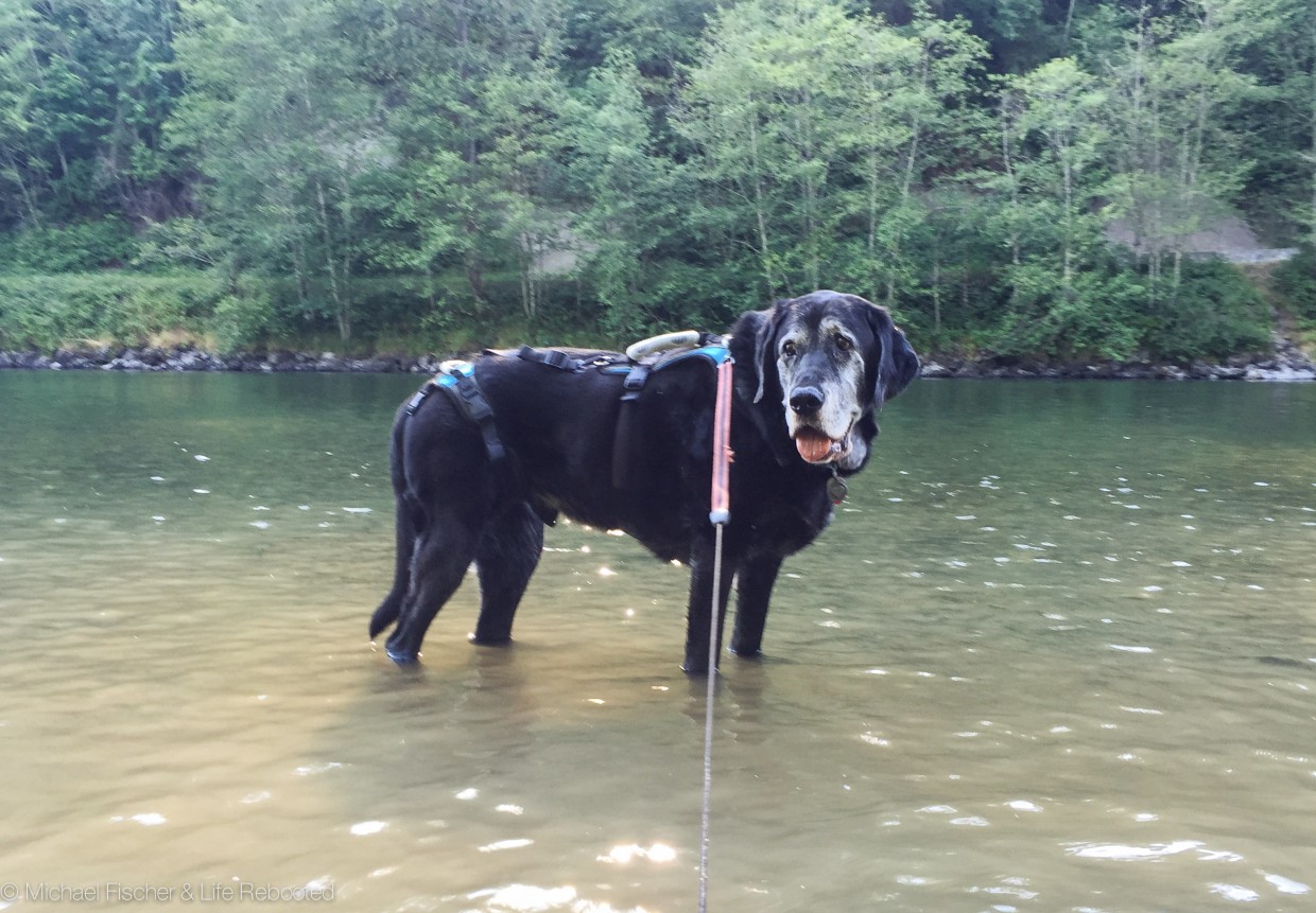 Max just likes to get his feet wet