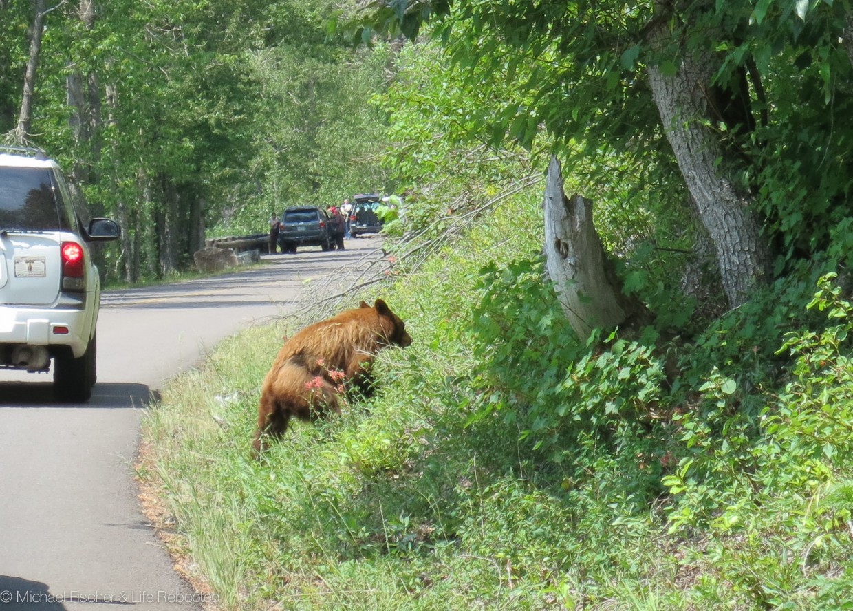 Bear Crossing