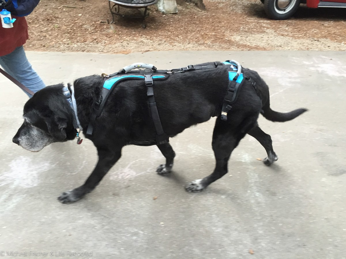 Max sporting his new Help'EmUp Harness.