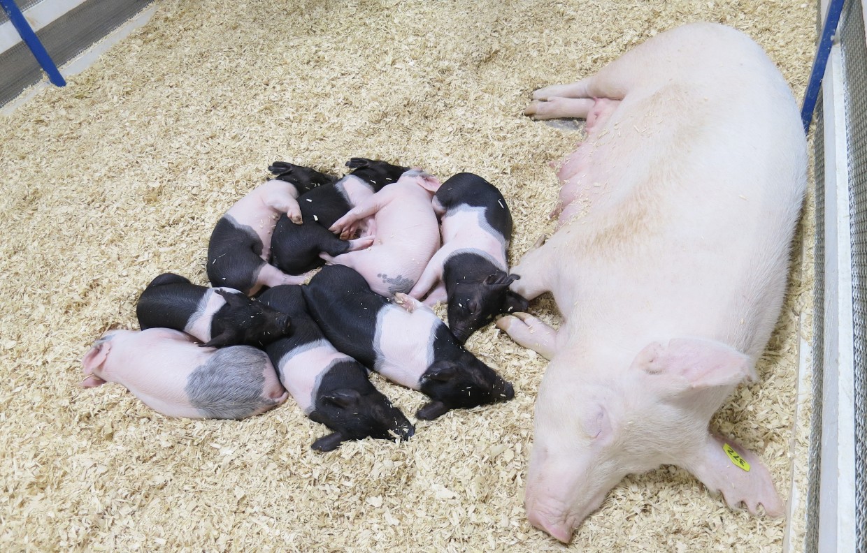 Piggie pile!