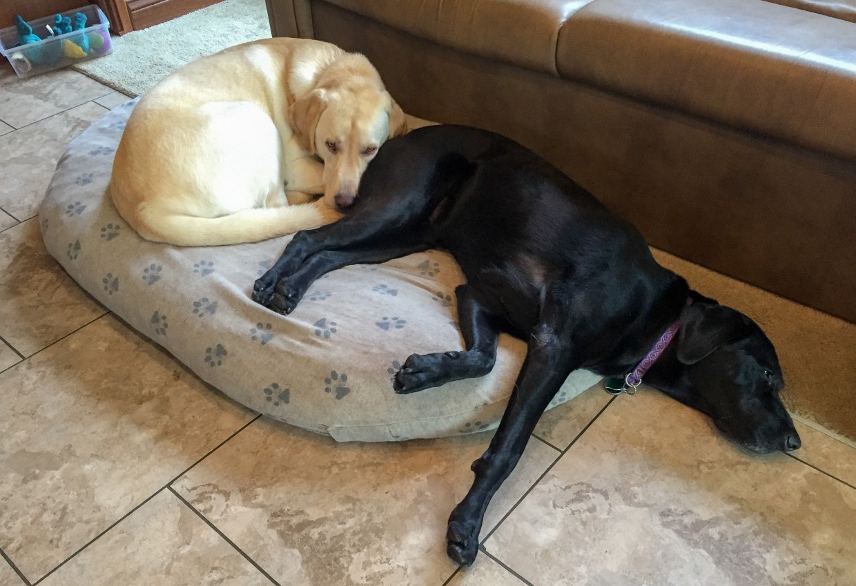 Opie was a gentleman and made room for Jaxon.