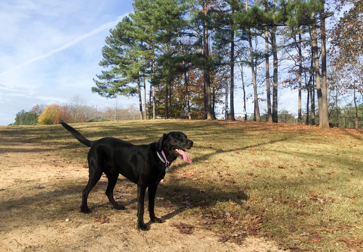 Since we had a fun day out, it was only fair to give Opie a fun day out at a nearby dog park.