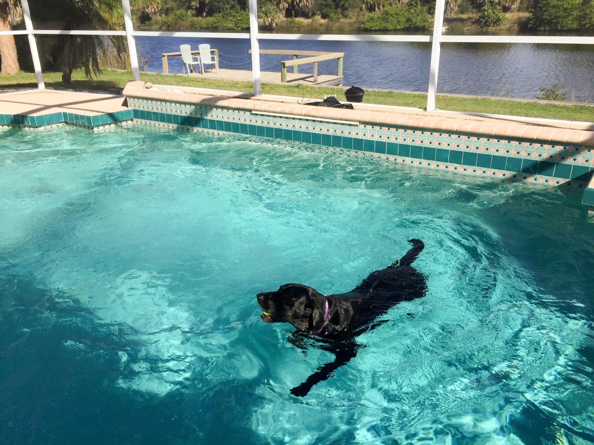 Opie went for a swim every chance he got.