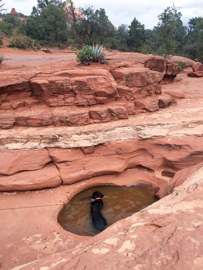 Opie cooling off in one of the pools.