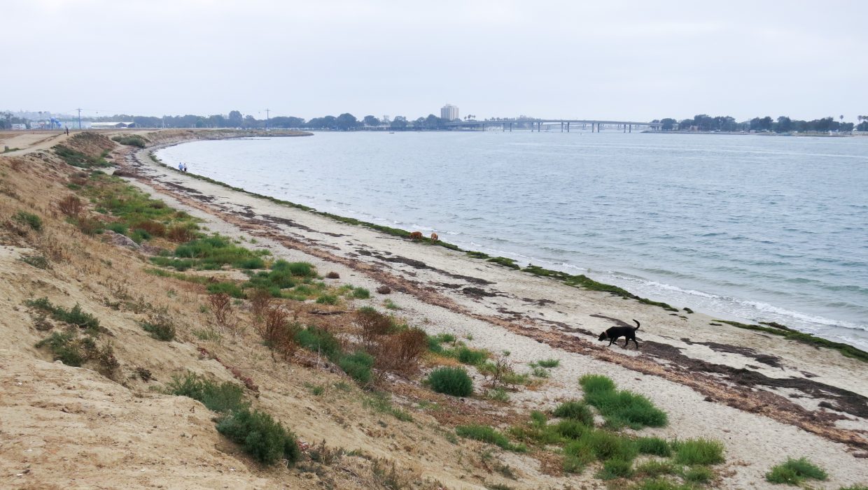 Fiesta Island Dog Beach