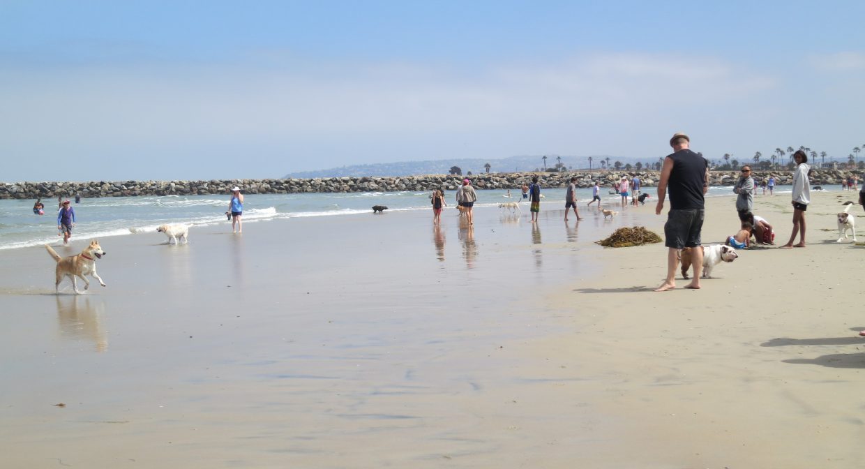 Ocean Beach Dog Beach