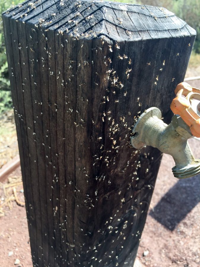 Ants, ants, ants on the water pedestal.